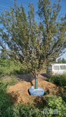 高度500厘米李子树