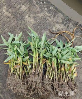 高度50厘米再力花