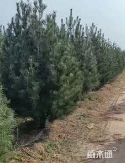 高度300厘米白皮松