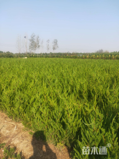 高度50厘米龙柏小苗