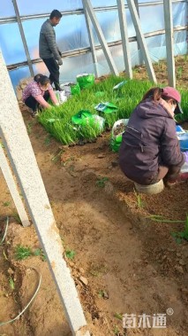 高度30厘米水生鸢尾