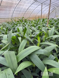 高度60厘米大叶仙茅