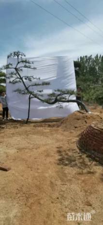 24公分造型黑松