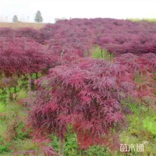 高度200厘米羽毛枫