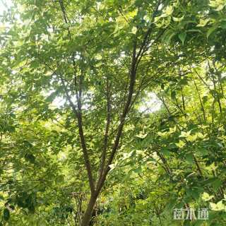 7公分香港四照花