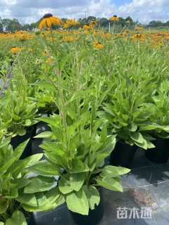 高度20厘米金光菊