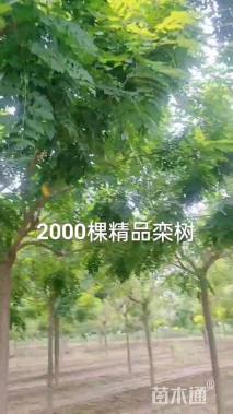 12公分栾树