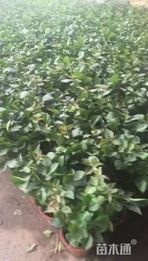 高度50厘米紫花勒杜鹃