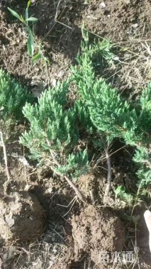 高度40厘米铺地柏