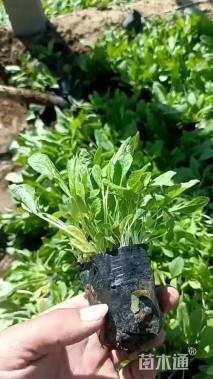 高度10厘米鼠尾草