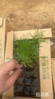 高度10厘米波斯菊