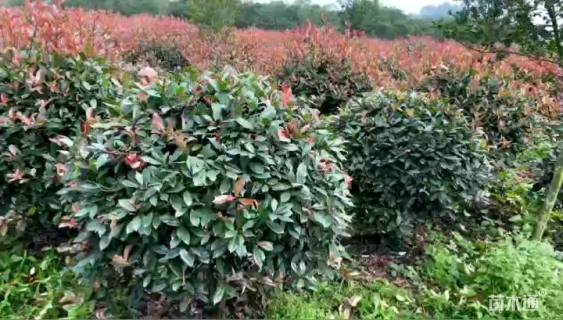 冠幅100厘米红叶石楠球