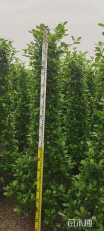 高度200厘米火山榕