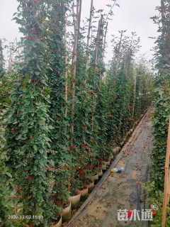 主蔓长100厘米藤本月季