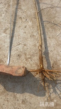 高度150厘米果石榴