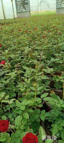 高度15厘米欧洲月季