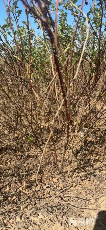 高度80厘米四季玫瑰