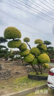 高度2000厘米小叶女贞