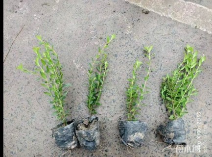 高度25厘米萼距花