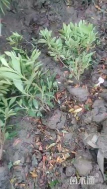 高度25厘米毛鹃小苗