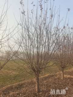 12公分垂丝海棠