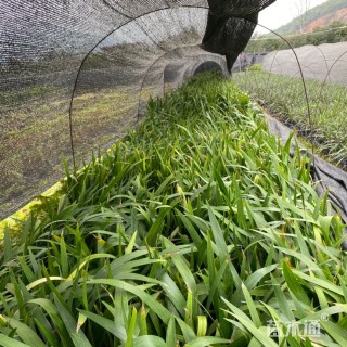 高度25厘米鸢尾