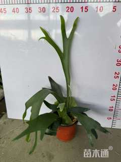 高度30厘米鹿角蕨