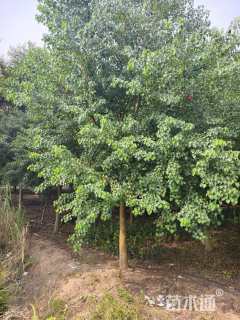 12公分乌桕