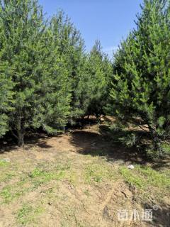 高度500厘米白皮松