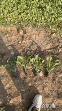 高度40厘米花叶玉簪