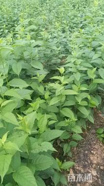 高度50厘米杜仲小苗