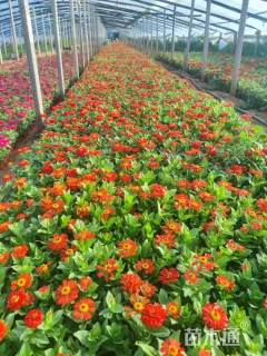 高度15厘米百日草