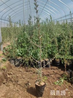 高度80厘米沙棘