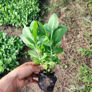 高度20厘米八宝景天