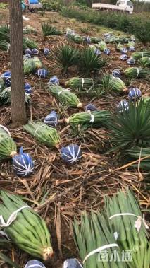 高度70厘米剑麻