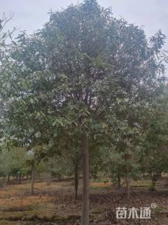 17公分红花木莲