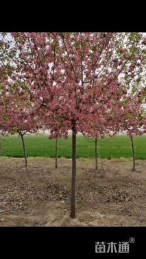 5公分白兰地海棠