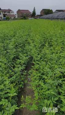 高度50厘米茉莉花