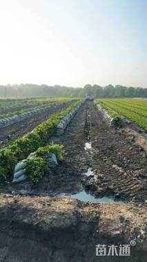 高度40厘米金森女贞