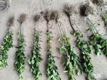 高度50厘米大叶黄杨