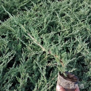 高度35厘米铺地柏