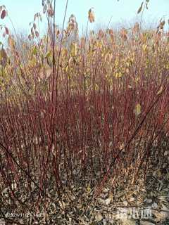 高度50厘米红瑞木