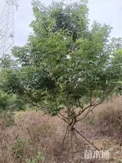 7公分紫花风铃木