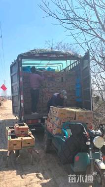 高度40厘米西伯利亚鸢尾