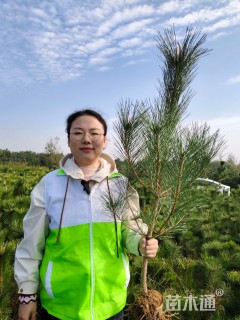 高度50厘米油松