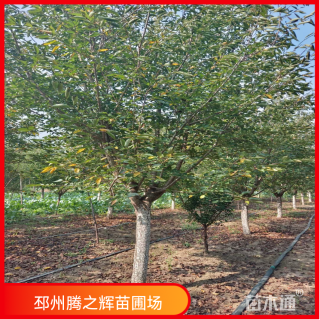 18公分染井吉野樱