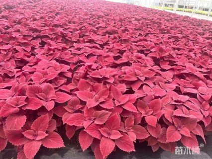 高度20厘米彩叶草