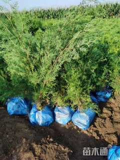 高度100厘米侧柏