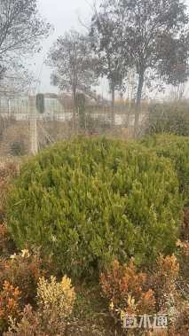 冠幅120厘米龙柏球