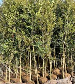 高度180厘米瓜子黄杨